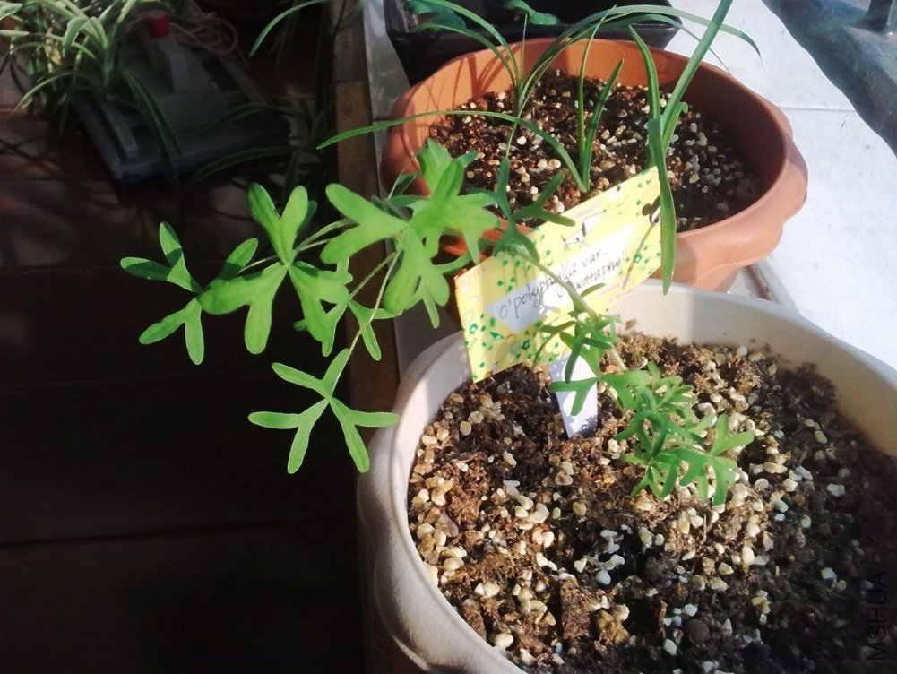 �����е㳤��