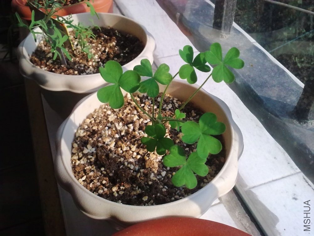 comosa.spring charm orange