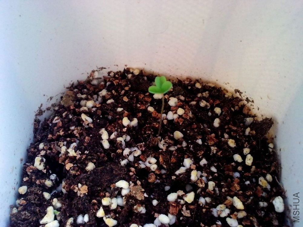 obtusa Baroux �Х�`