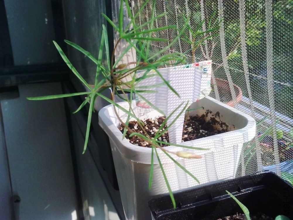 plyphylla var.pentaphylla