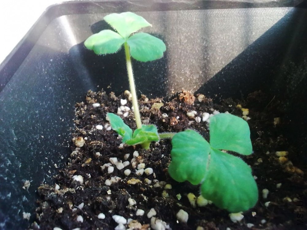 purpurea lavender&white