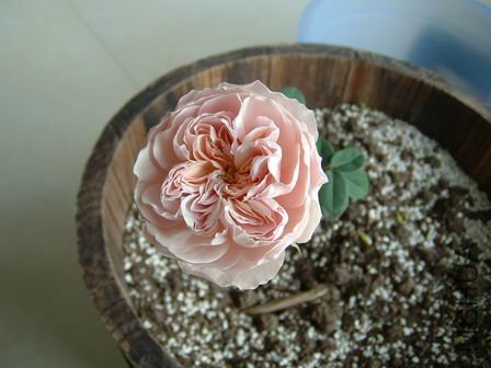 ������С mls-07.JPG