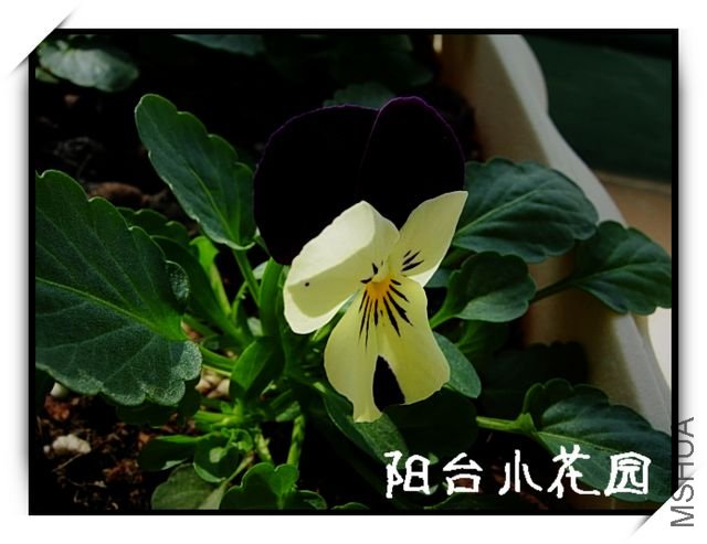 DSCN8096.JPG
