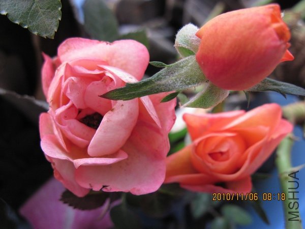 ����ˮ��