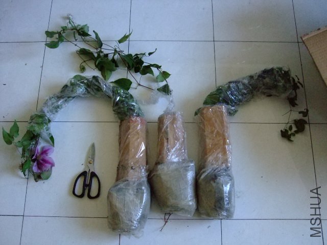 DSCF0198.JPG