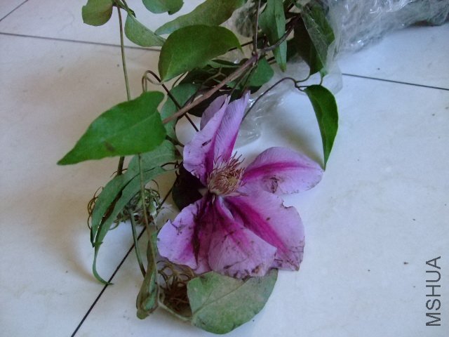 DSCF0199.JPG