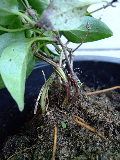 DSCF0202.JPG