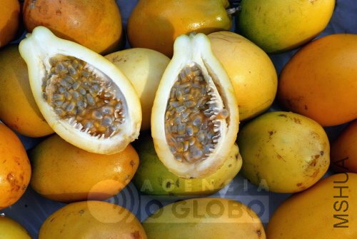 passiflora alata ����1.jpg