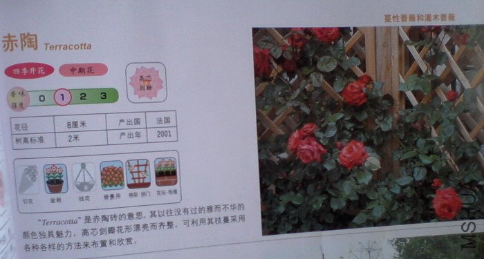 �����㽵�Ǿޱͥ԰ 010.jpg