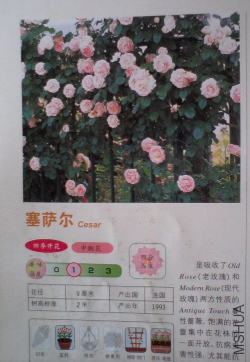 �����㽵�Ǿޱͥ԰ 014.jpg