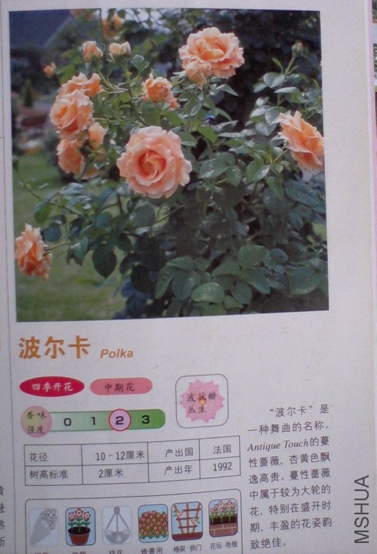 �����㽵�Ǿޱͥ԰ 013.jpg