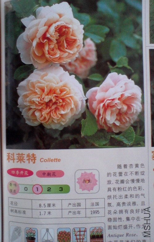 �����㽵�Ǿޱͥ԰ 016.jpg