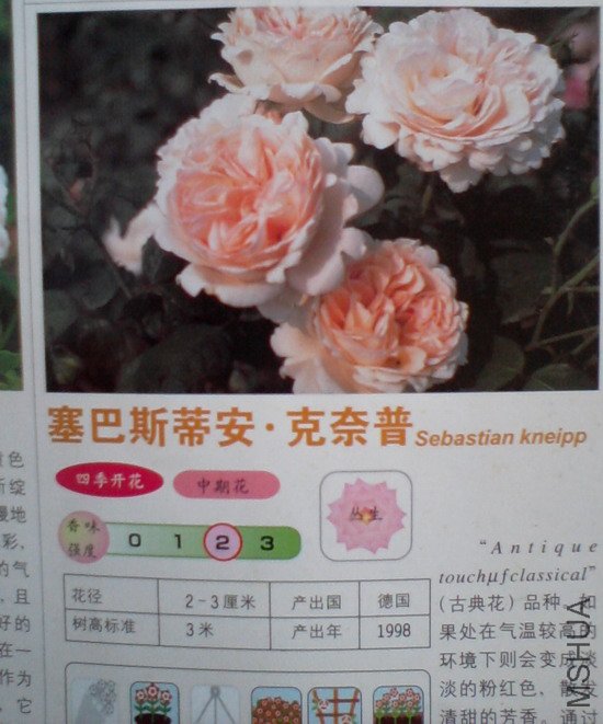 �����㽵�Ǿޱͥ԰ 018.jpg