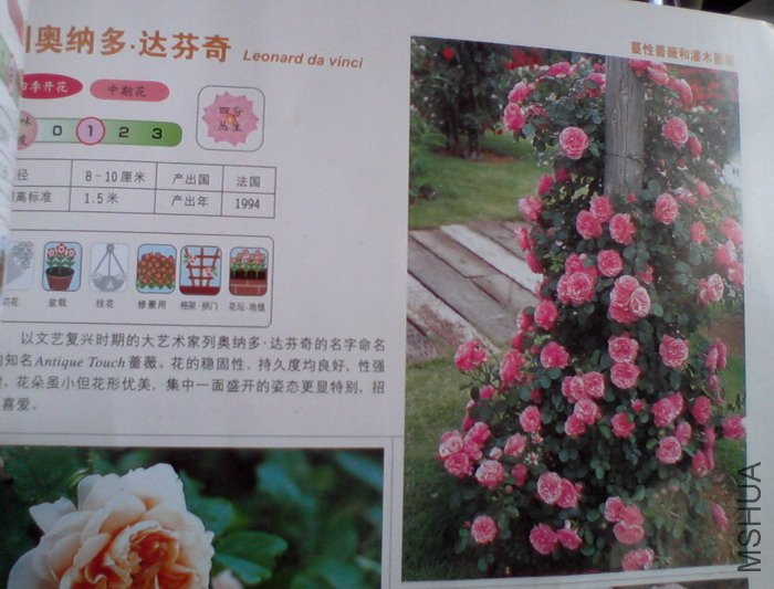 �����㽵�Ǿޱͥ԰ 017.jpg