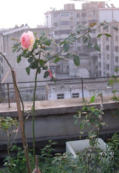 Ȩ��֮��a.jpg