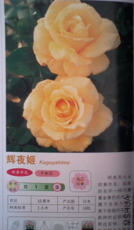 �����㽵�Ǿޱͥ԰ 028.jpg