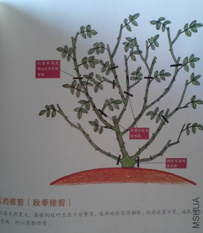 �����㽵�Ǿޱͥ԰ 002.jpg