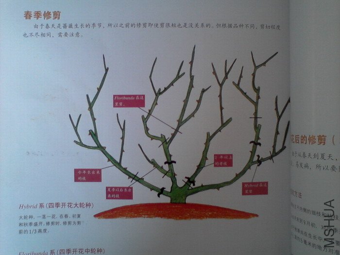 �����㽵�Ǿޱͥ԰ 001.jpg