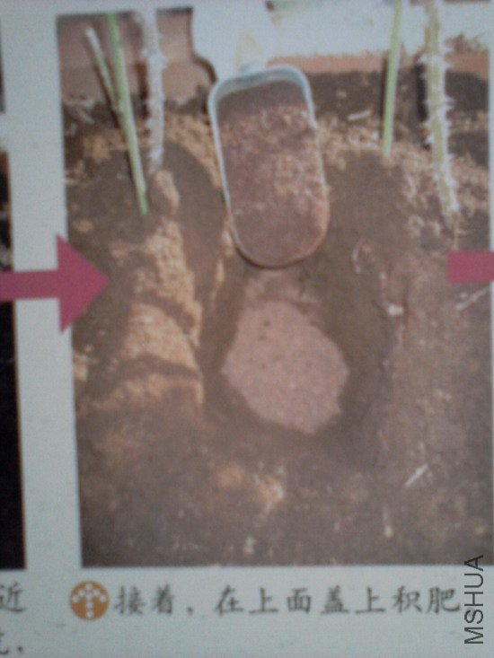 �����㽵�Ǿޱͥ԰ 005.jpg