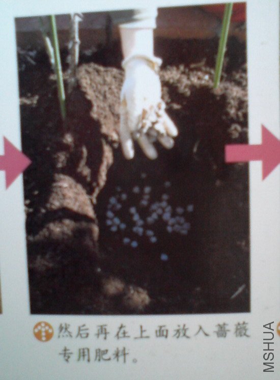 �����㽵�Ǿޱͥ԰ 006.jpg