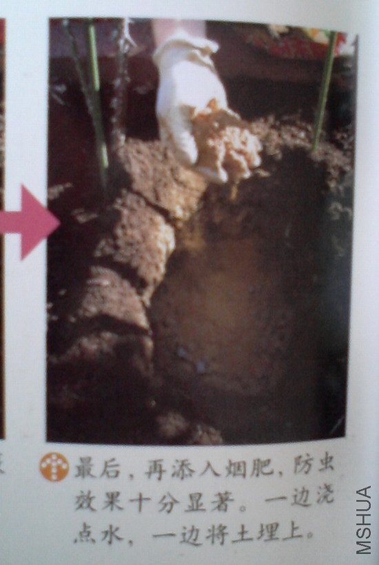 �����㽵�Ǿޱͥ԰ 007.jpg