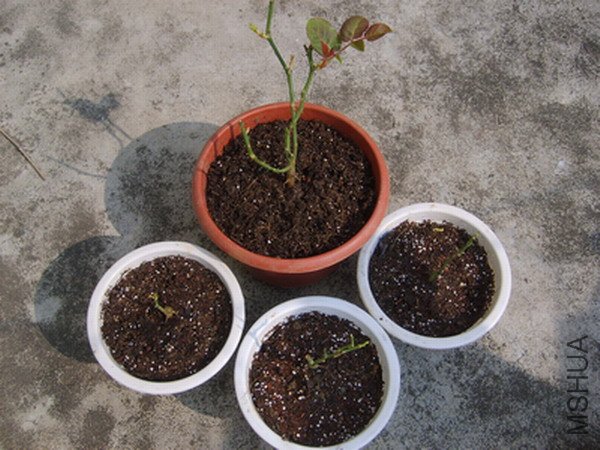 ����Ƭ 045.JPG