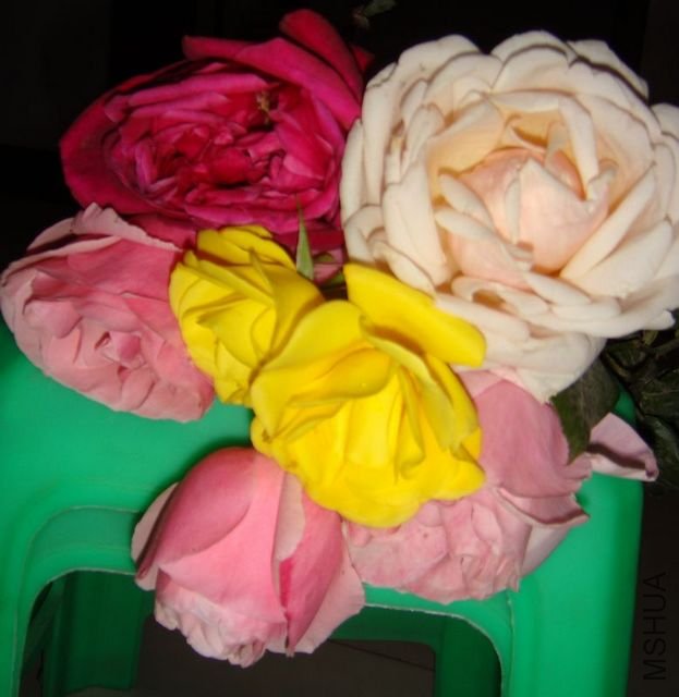 DSC04295.JPG
