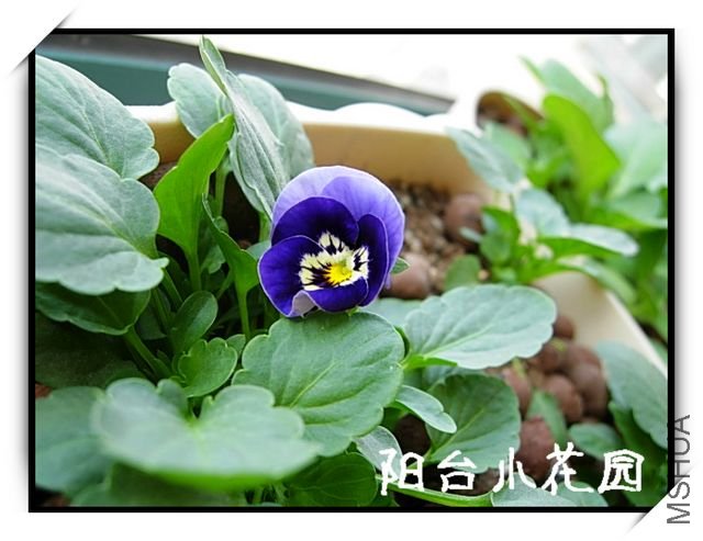DSCN8118.JPG