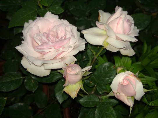 201005163625.jpg