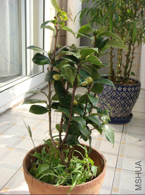 �����㽡����