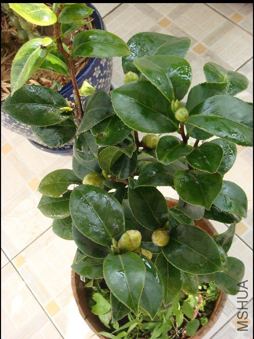 Ҫ�ѻ���������