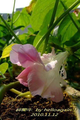 ���ţ2010��11��12�� 2.jpg