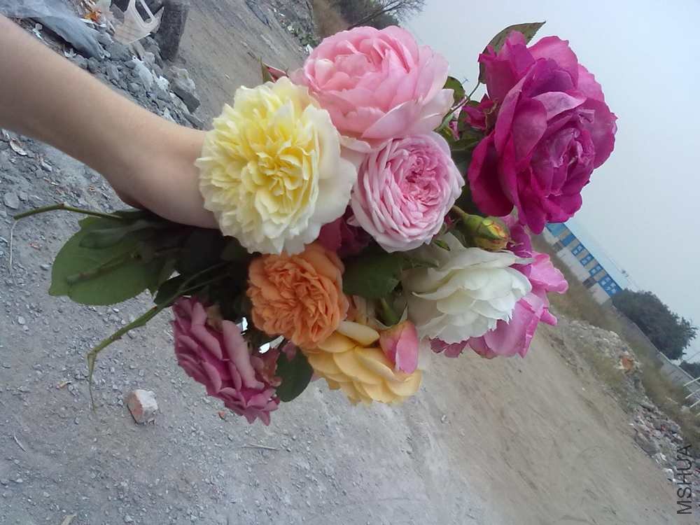 20101113100.jpg