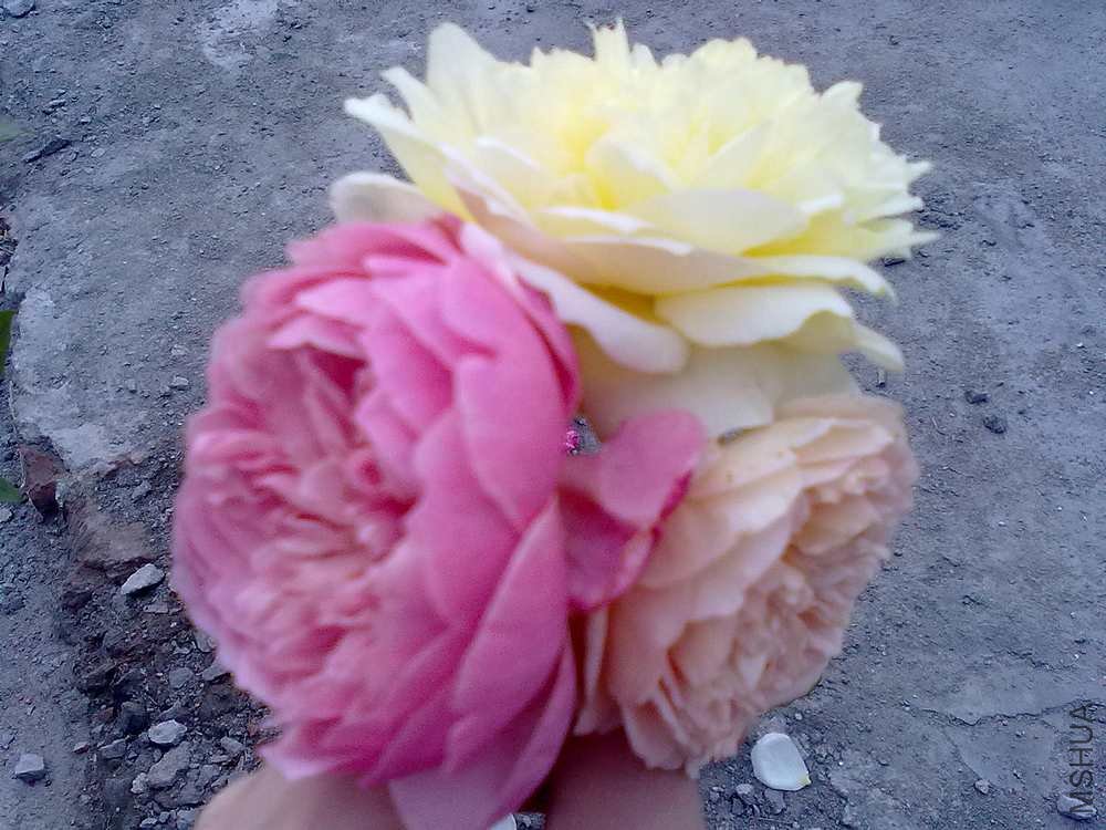 20101113098.jpg