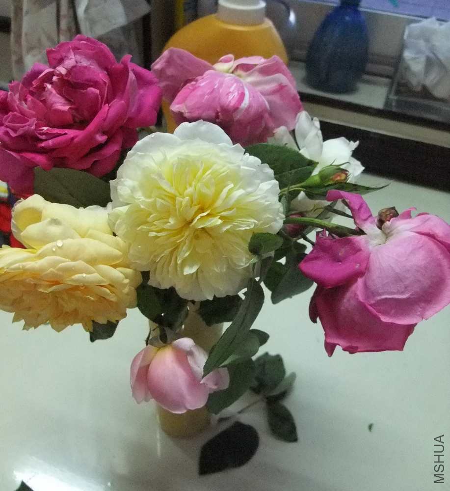 DSCF3230.jpg