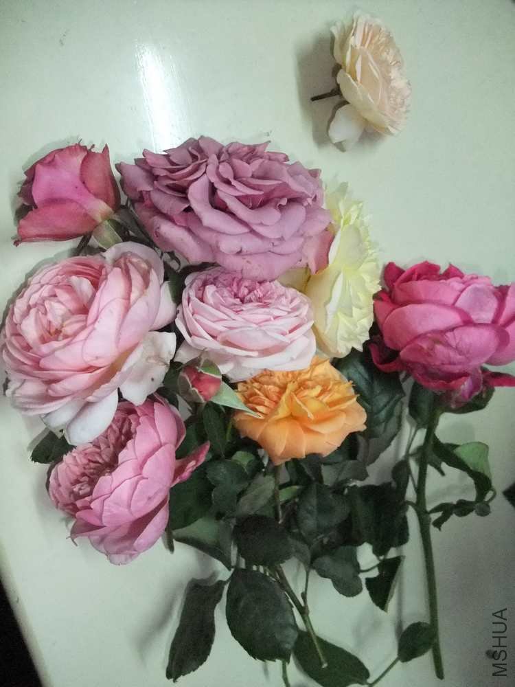 DSCF3229.jpg