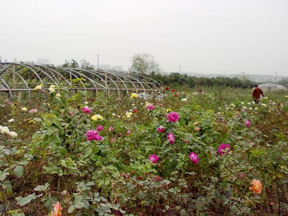 20101113084.jpg