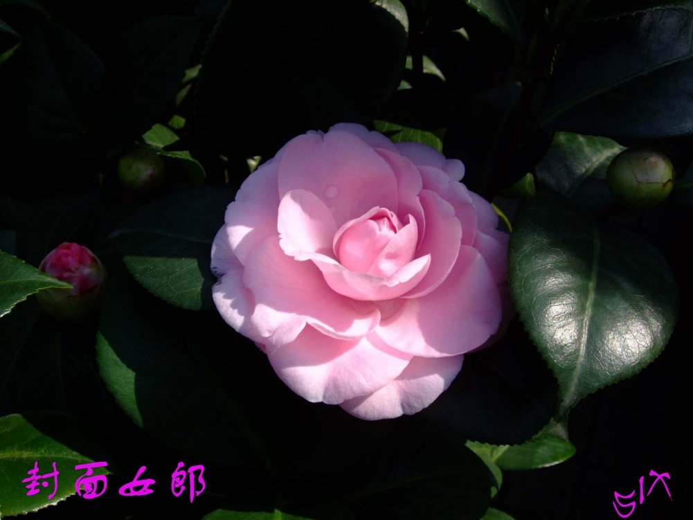 ����Ů��10-11-12 (2).jpg