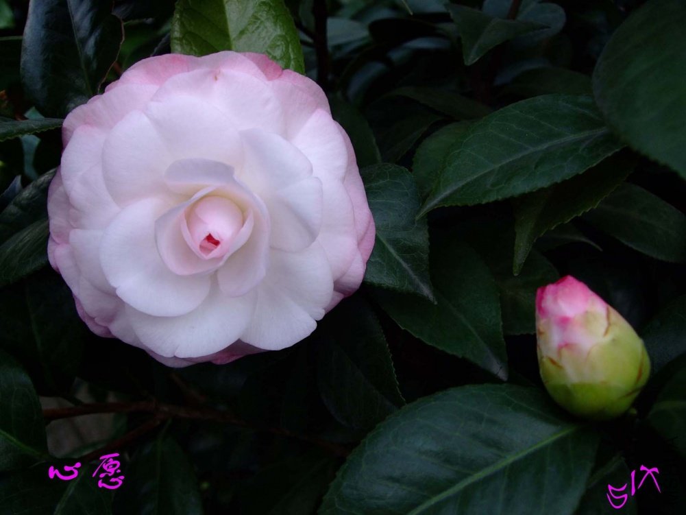 ��Ը10-11-12 (1).jpg