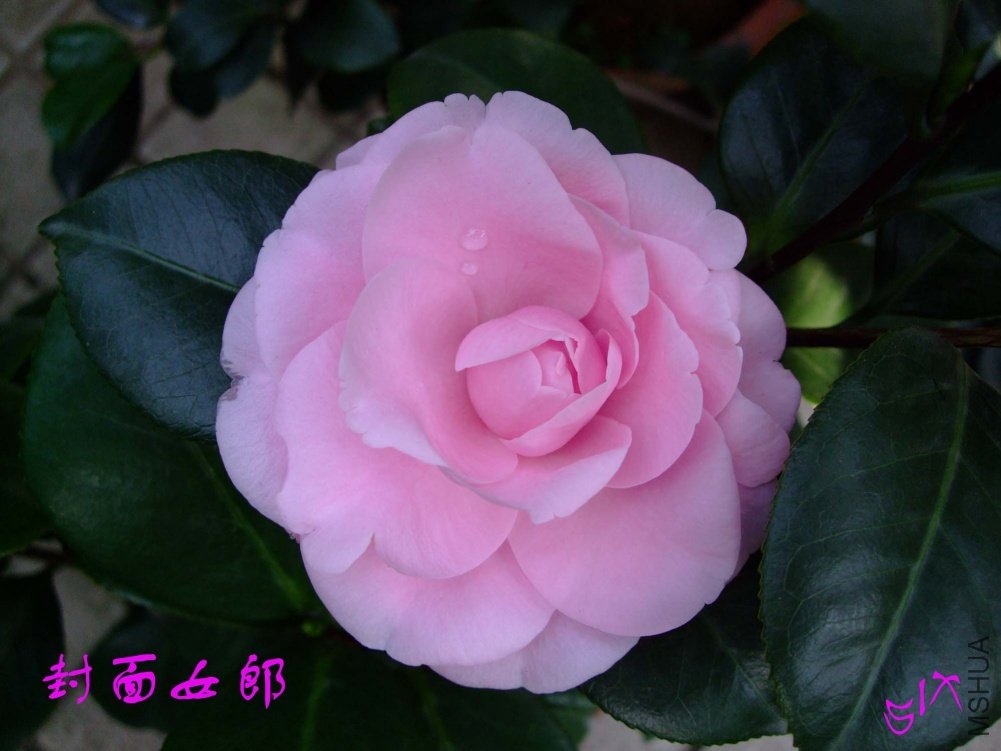 ����Ů��10-11-12 (1).jpg