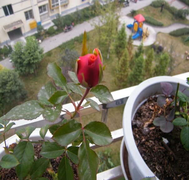 1289643076-1.jpg