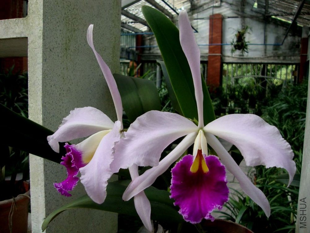 DSC02403-1.jpg