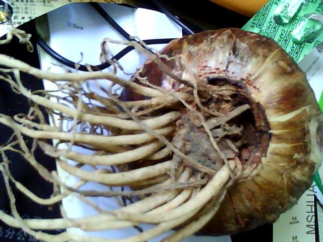 �鷳��������δ���