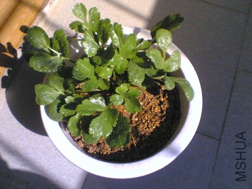 Image(185)_conew1.jpg