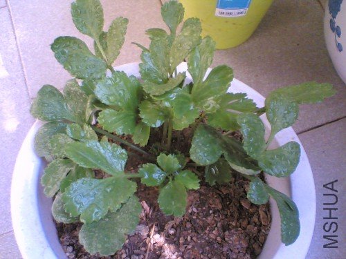 Image(187)_conew1.jpg