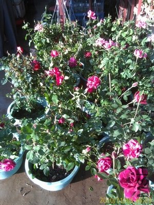 IMAG05092.jpg