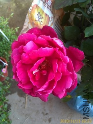 IMAG0510.jpg