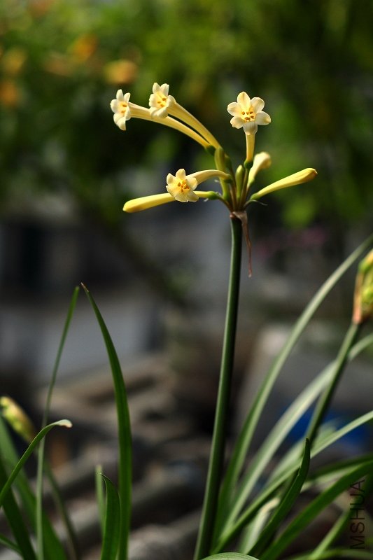 DSC_7509.jpg