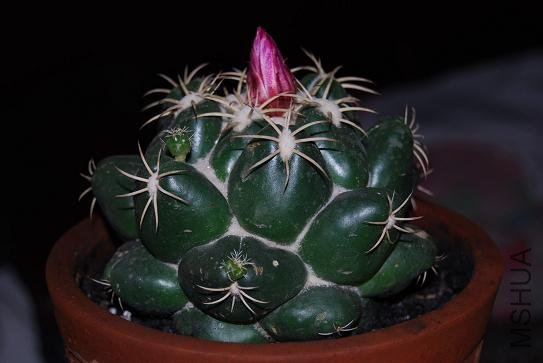 DSC_1158.JPG