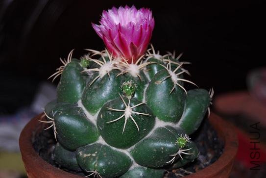 DSC_1167.JPG